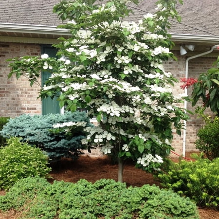 Expert Gardener 4-5' Dogwood Venus&amp;reg; in 1 Gal. Grower Pot