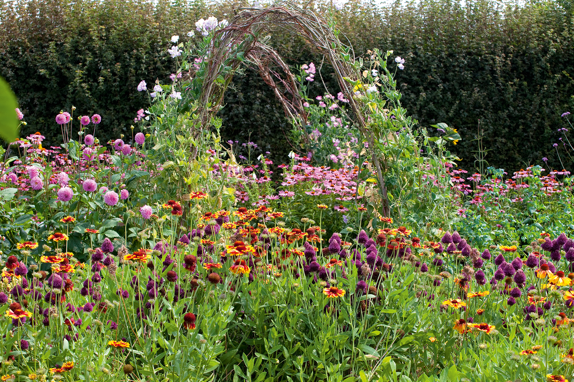cut flower garden with arch way of sweet peas