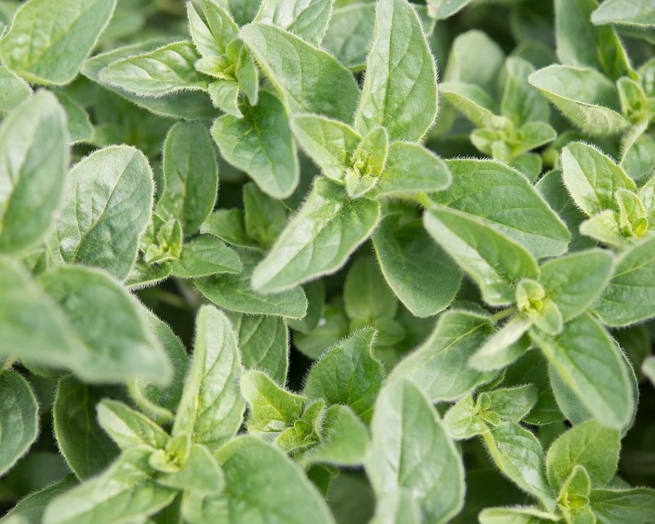 Best companion plants for peppers herbs, flowers and veg