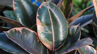 'Belize' Rubber Tree