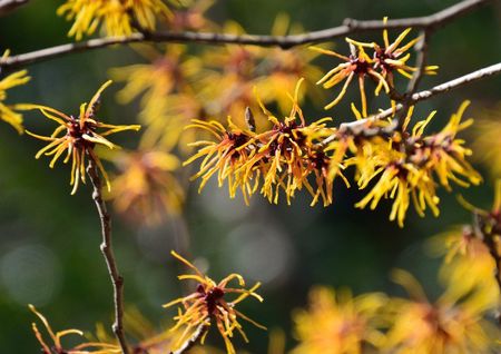 Witch Hazel Shrub