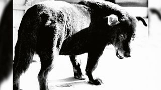 © Daido Moriyama Photo Foundation