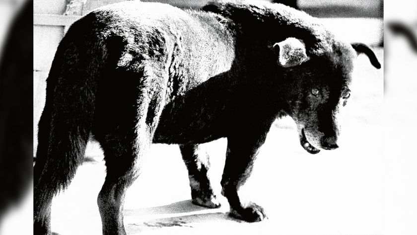 © Daido Moriyama Photo Foundation