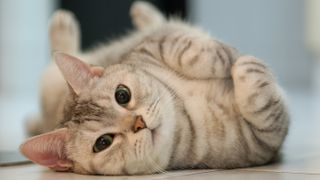 Cat rolling on the floor