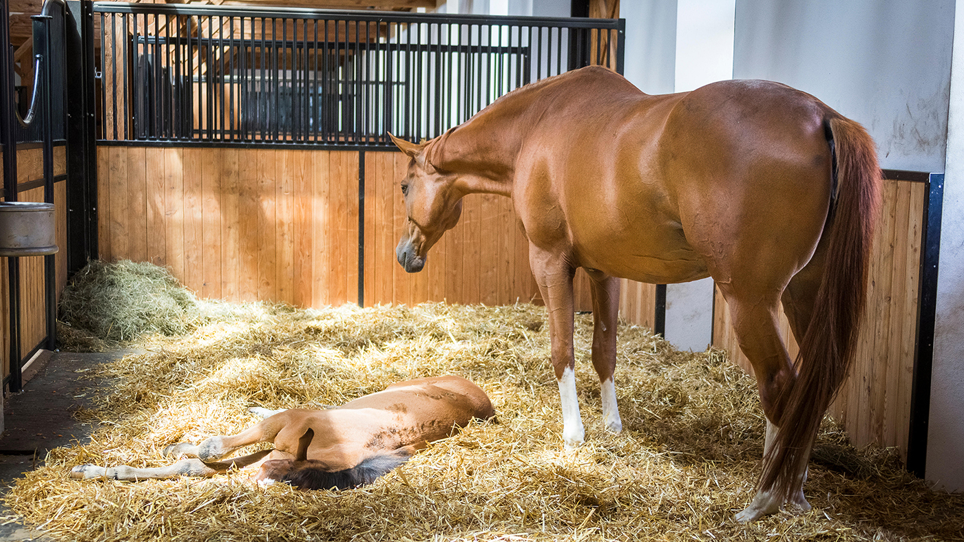 A mare and foal looking relaxed in the stable.