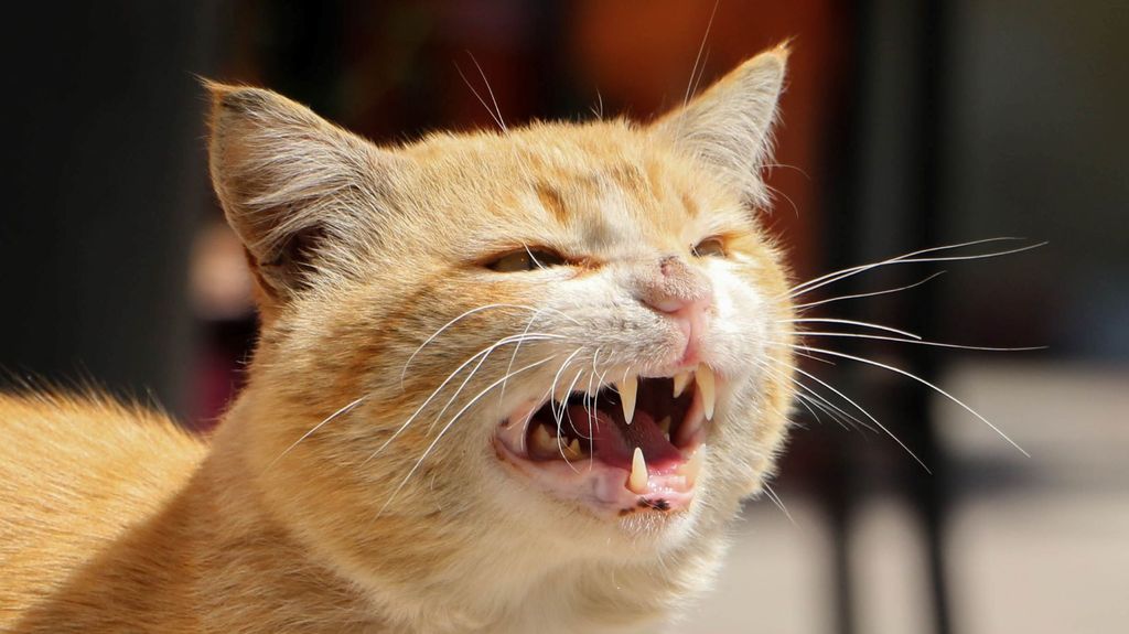 How to calm an aggressive cat | PetsRadar