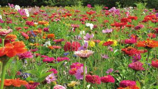 bright and colourful flowers in cottage garden ideas