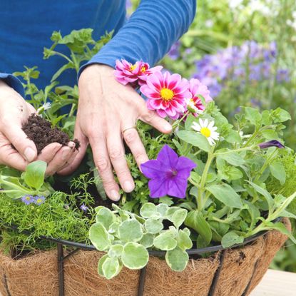 How to plant a hanging basket - an easy guide | Ideal Home