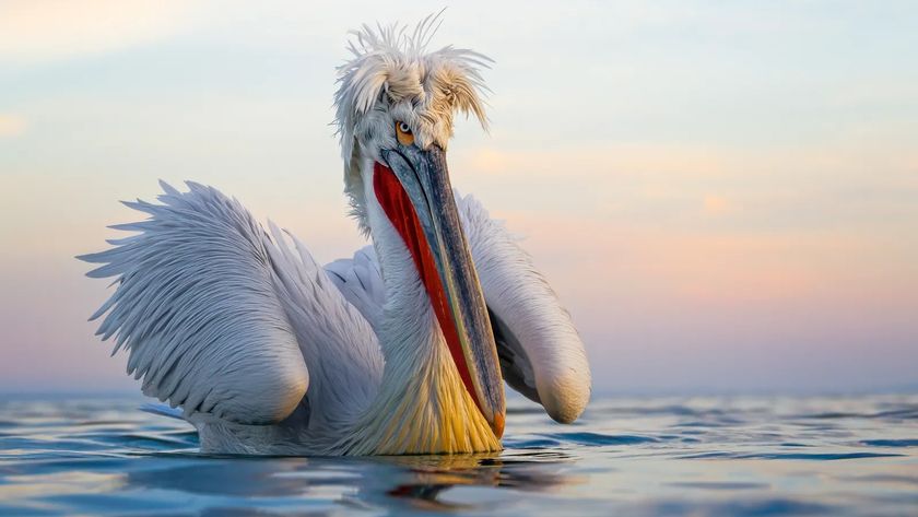 A close-up, low-angle photograph captures a Dalmatian Pelican with distinctive white, ruffled head feathers and a large red-and-blue beak, floating on calm blue water against a pastel sky at sunset.