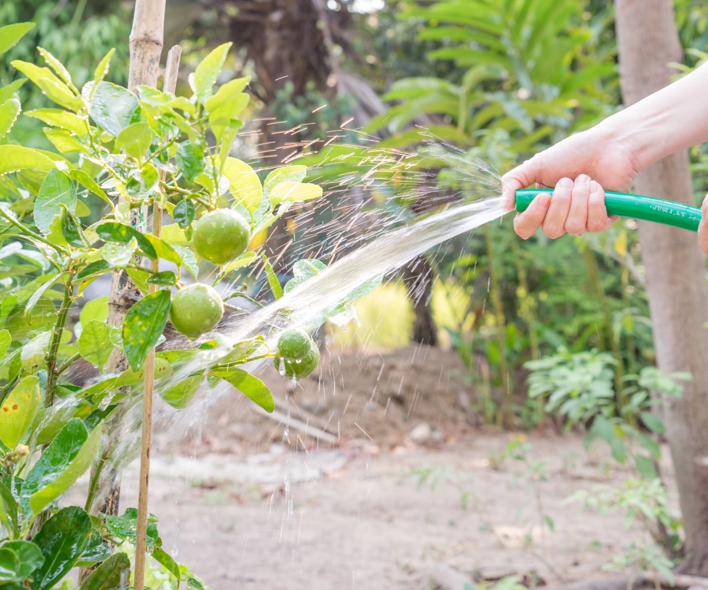 A hand watering a lime tree with a hose