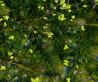 Hornwort growing in a pond