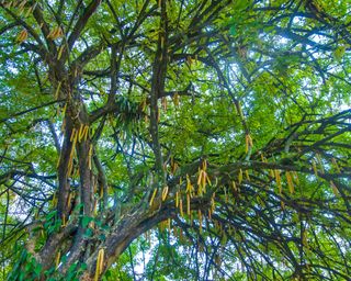 Moringa tree canopy