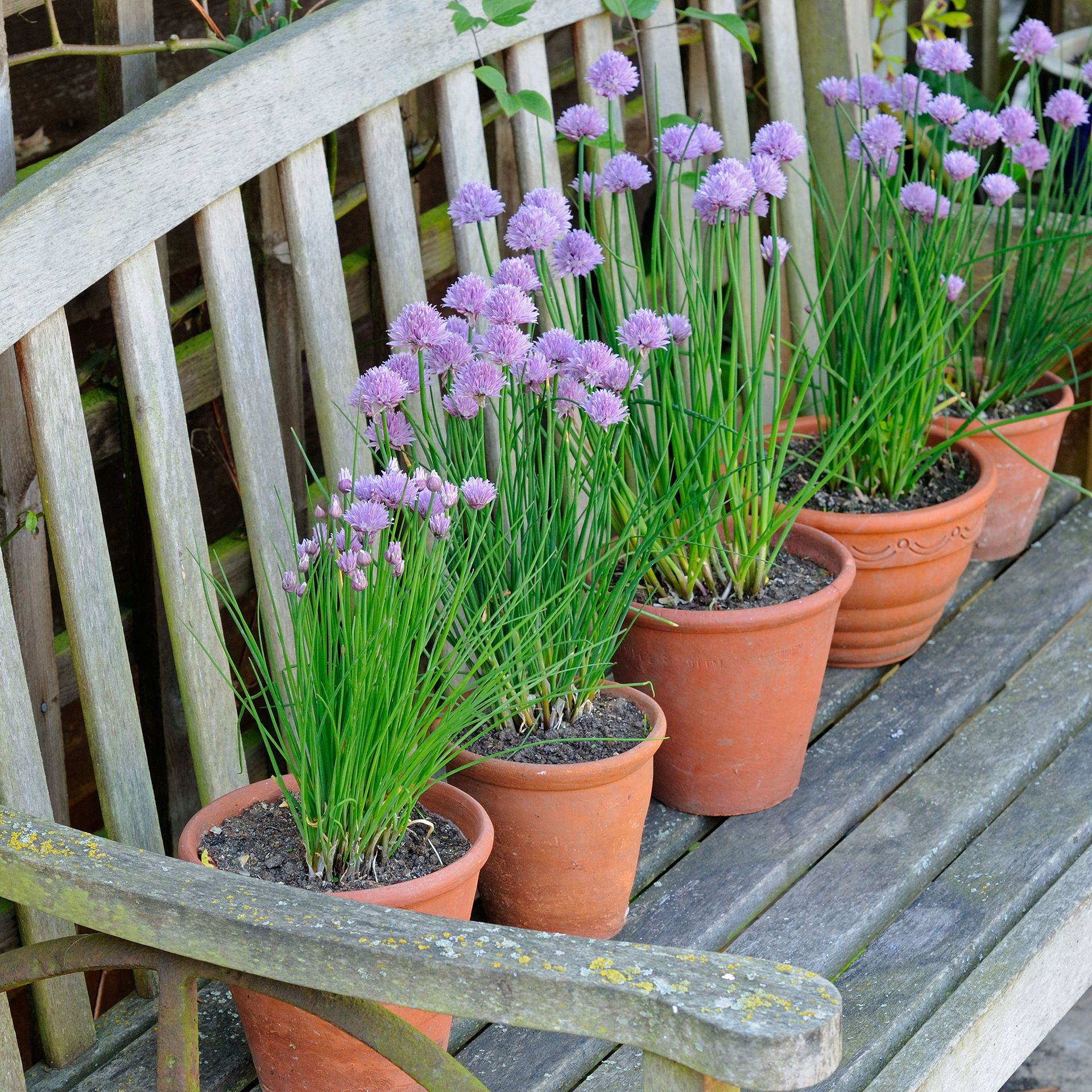 The best low-maintenance plants for pots anyone can master | Ideal Home