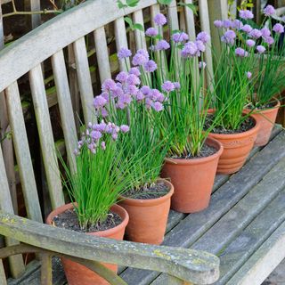 Garden chives in terracotta pots placed on wooden garden seat