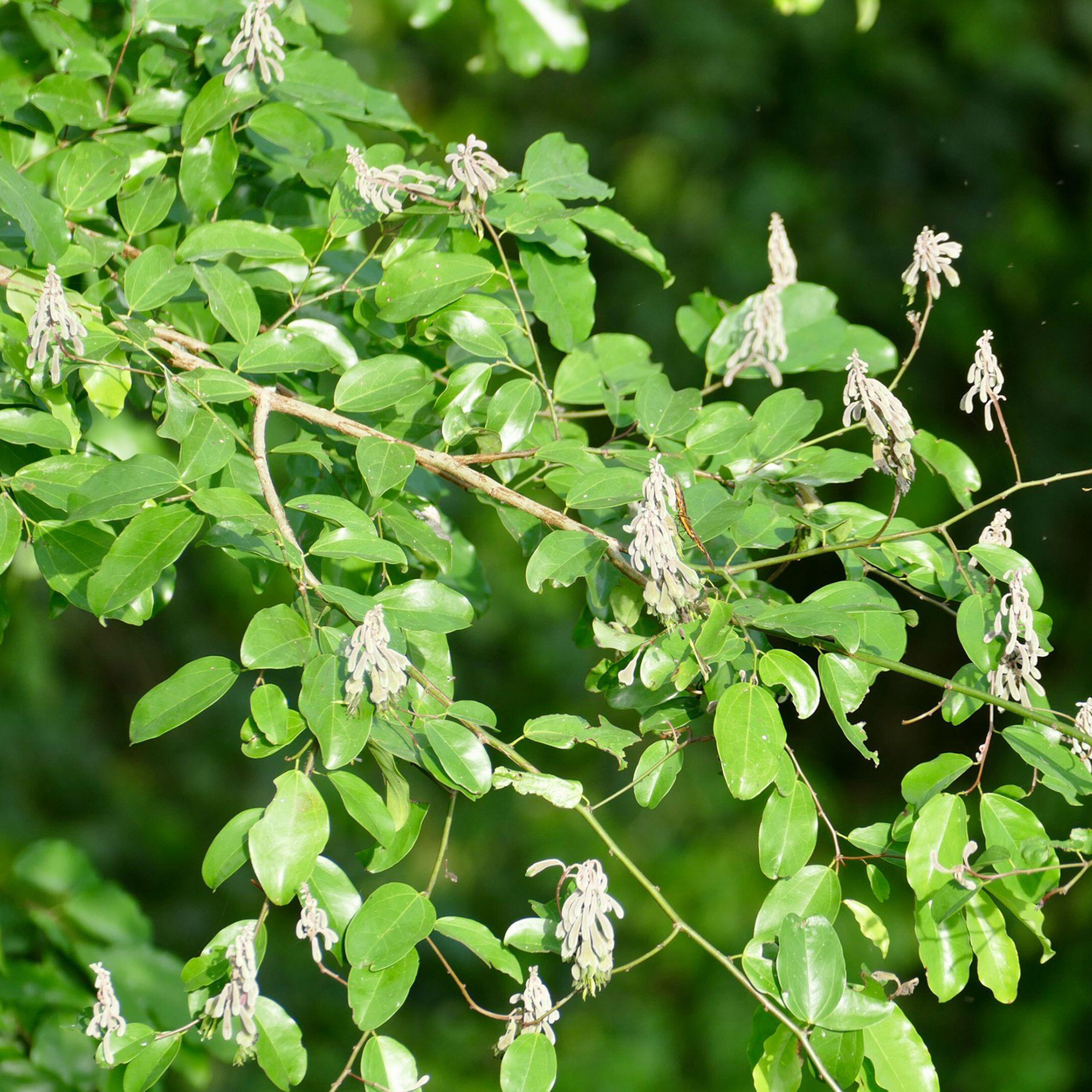 Griffonia Simplicifolia climbing shrub up close