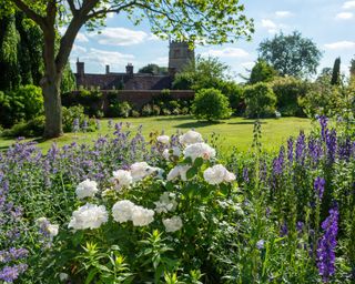 claire austin roses beside nepeta six hills giant in border of summer english garden