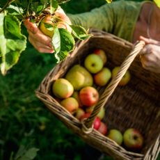 Woman harvesting apples from apple tree in basket