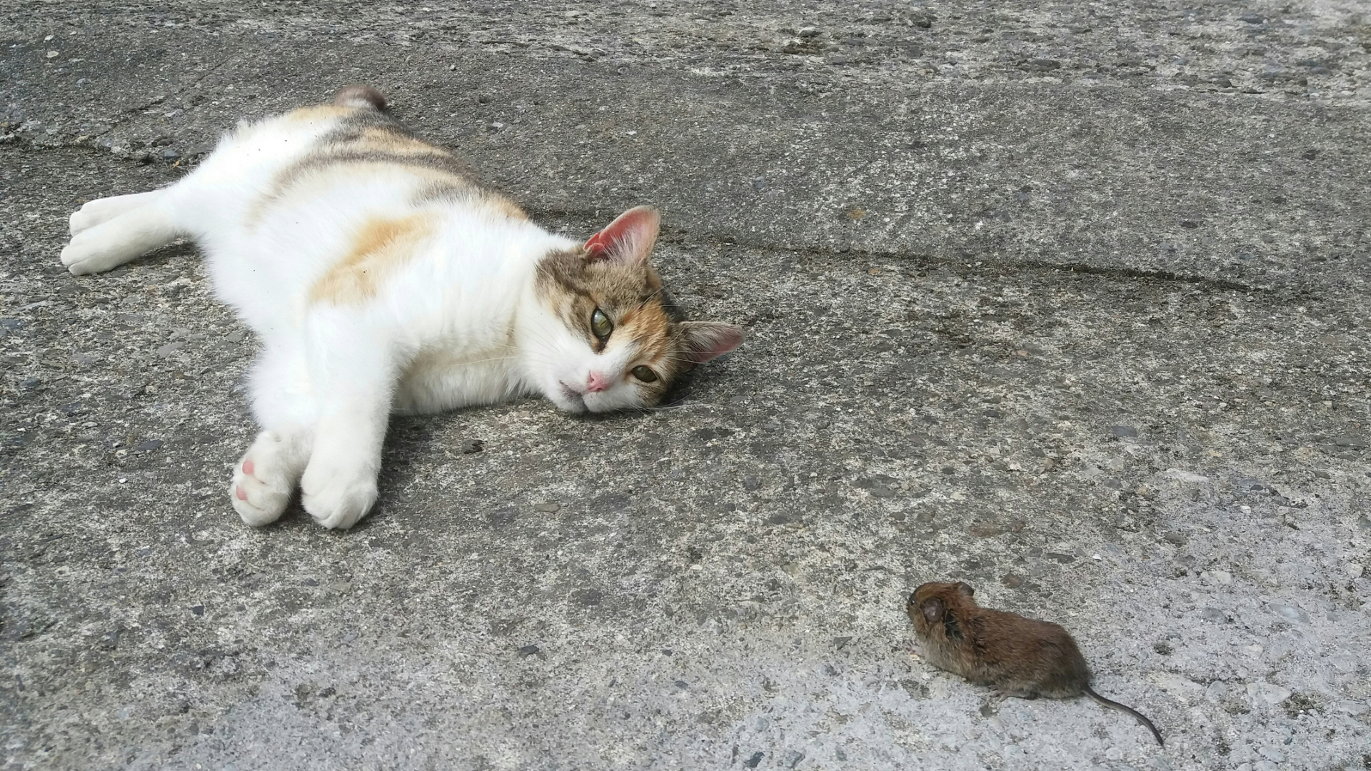 Cat lying down staring at a mouse