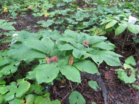 Ginseng Plant