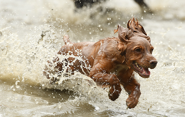 Could this dog look any more chuffed to be at Gatcombe? We don’t blame him…