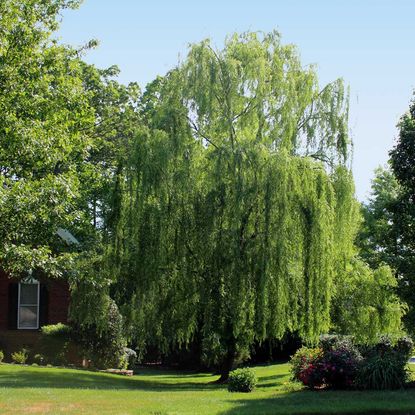 The best fast-growing trees for privacy, shade and a more mature ...