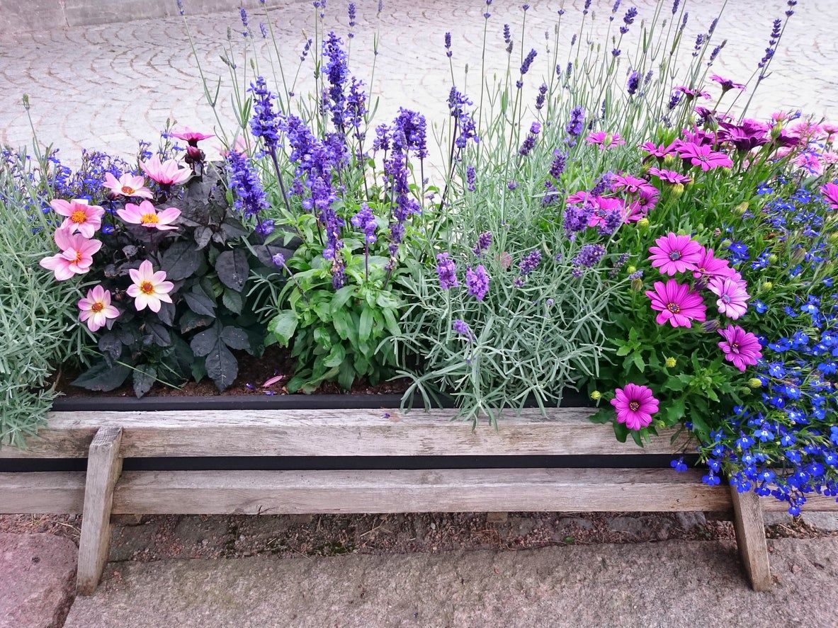 Potted Cottage Garden Full Of Flowers