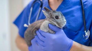 Vet checking over a bunny