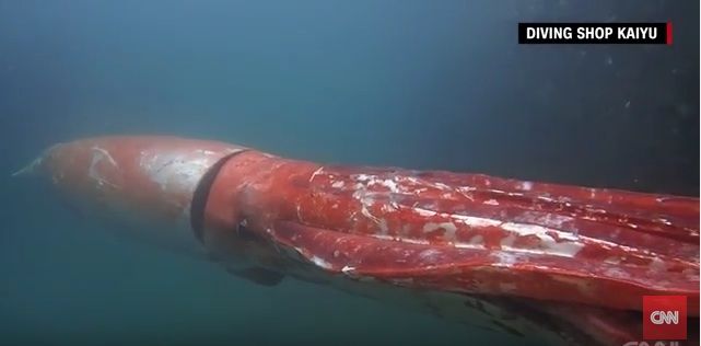 Extremely rare giant squid caught on camera | The Week