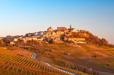 Vineyard scene in La Morra, Barolo.