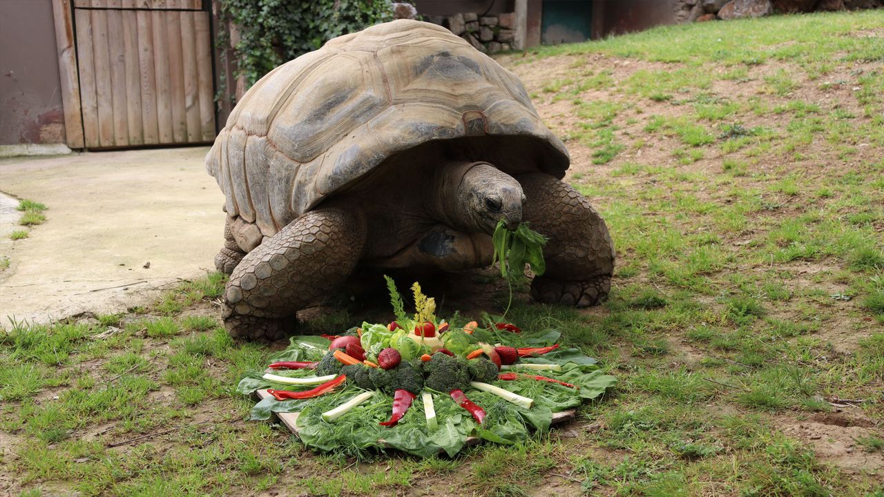 A tortoise.