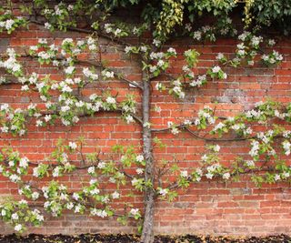 Espalier apple tree with blossom against a brick wall
