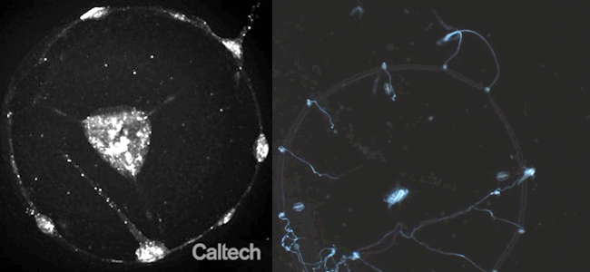(Left) Researchers found a spatial organization to the way that neurons are activated when a jellyfish is coordinating behavior; (Right) The jellyfish folds the right side of its body to bring a tiny brine shrimp to its mouth.