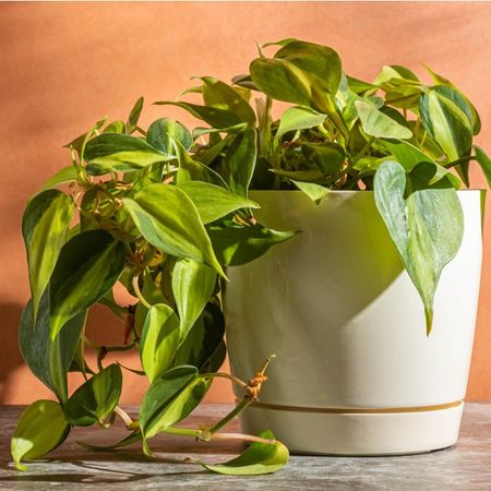 A philodendron in a white pot against a peach colored wall