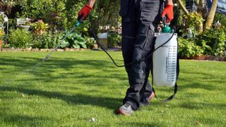 Spraying natural pesticide for lawn grubs