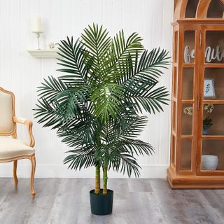 cane palm tree in a living room