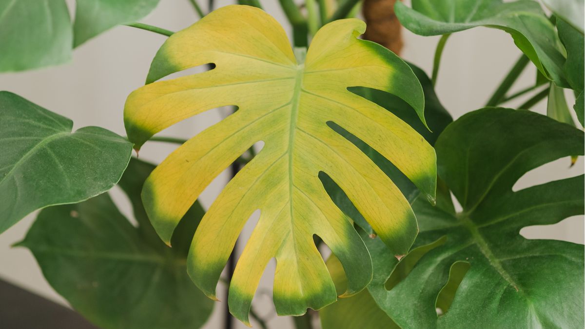 観葉植物がアザミウマのせいで黄色くなるのを防ぐために 3 つのステップを試しました