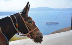 santorini donkeys