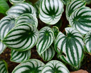 Peperomia