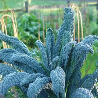 Tuscan Kale or Lacinato Kale