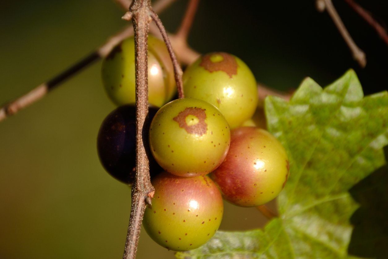 Thick Skinned Grapes