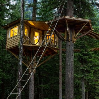 wooden tree house with white window and ladder on tree