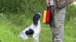 Springer spaniel in training