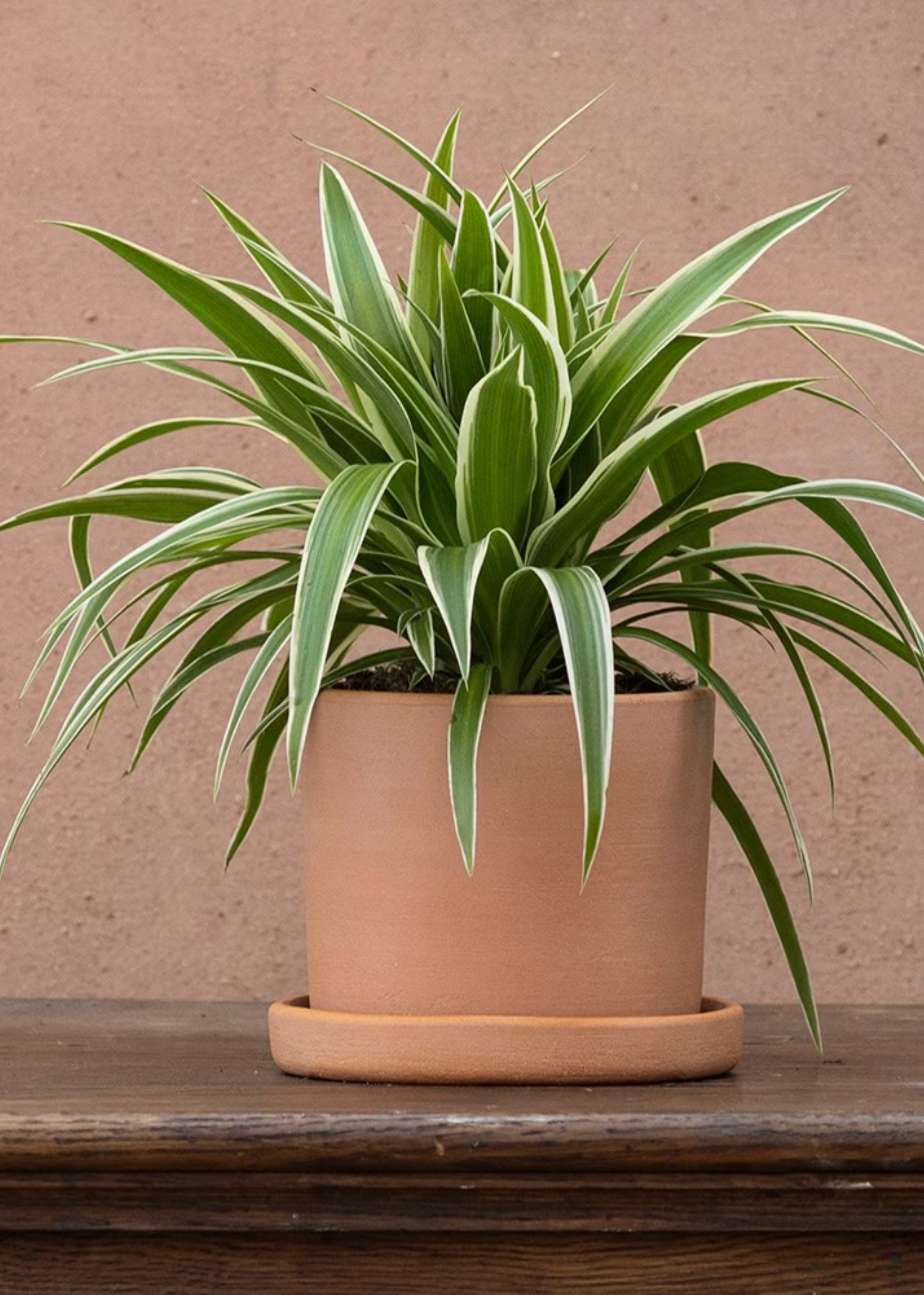 A potted 'Ocean' spider plant in a terracotta planter