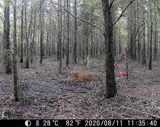 Deer photographed by a remote camera in a climate change-altered forest in North Carolina.