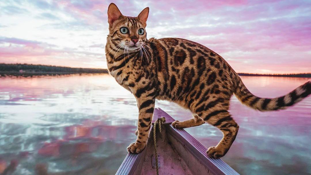 Love cat photos? Check out PetsRadar&#039;s must-follow Instagram cat accounts