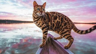 Love cat photos? Check out PetsRadar's must-follow Instagram cat accounts