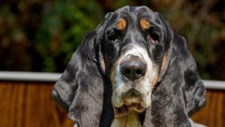 Basset hound looking straight at camera