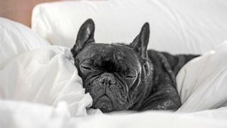 French Bulldog asleep in bed