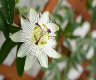 Image of a white flower on a trellis