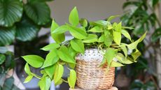 neon pothos plant in wicker pot